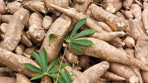 An Ancient Root with Modern Benefits